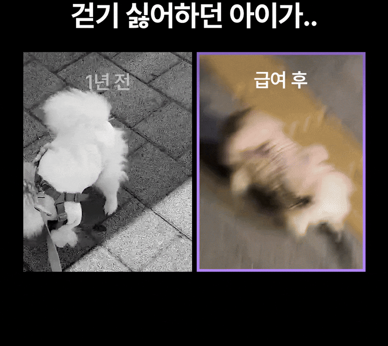 [NEW신상][무료배송] 이지나인 강아지 고함량 종합 영양제 60정 13번째