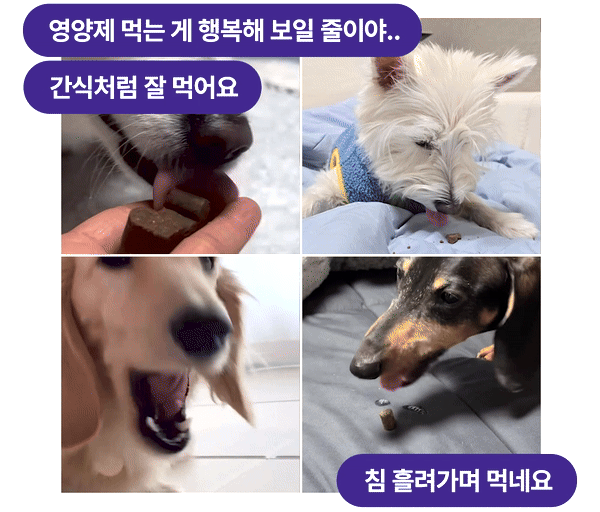 [NEW신상][무료배송] 이지나인 강아지 고함량 종합 영양제 60정 30번째
