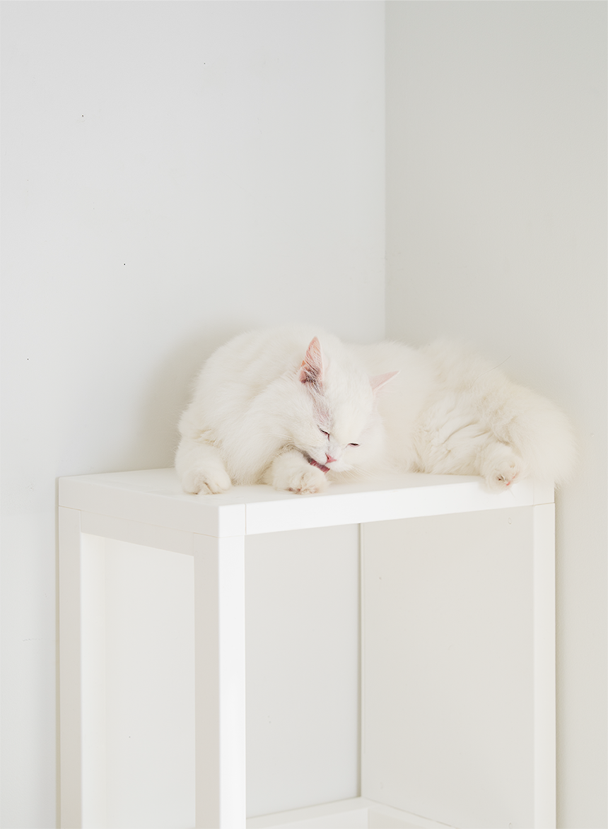 [NEW신상][무료배송] 큐빅스펫 숨숨집 5칸 고양이타워 2X3+ 커버 세트 6color +스크래쳐1장 포함 41번째