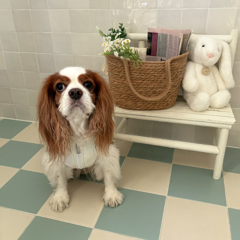 [NEW신상][무료배송] 해피댕댕 글로시패딩 3종 (화이트,핑크,실버) S-XL 16번째