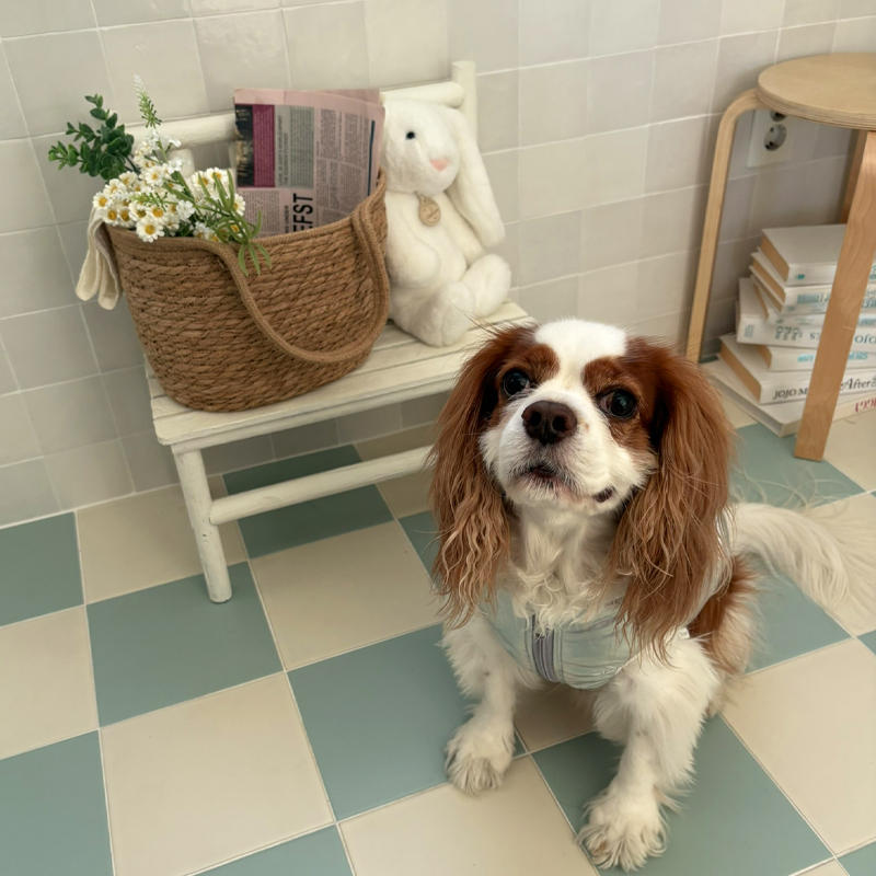 [NEW신상][무료배송] 해피댕댕 글로시패딩 3종 (화이트,핑크,실버) S-XL 6번째