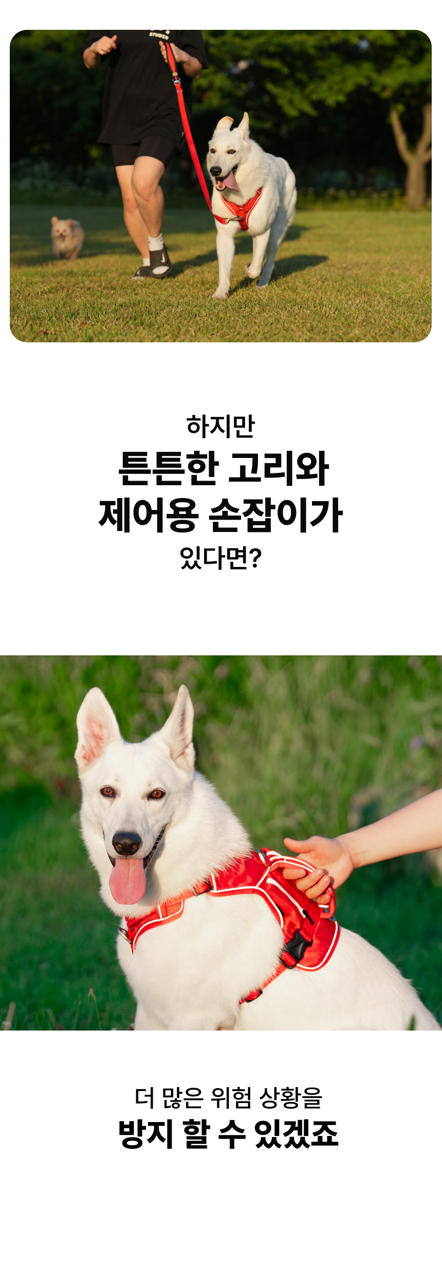 [NEW신상][무료배송] 큰강아지 빅네스 앞섬방지 하네스 가슴줄 H형 (M-XL) 8번째