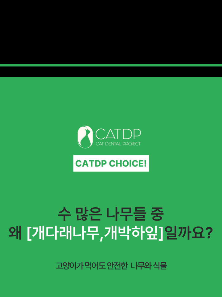 [무료배송] 캣디피 캣닢 마따따비 5종세트 해피박스 13번째