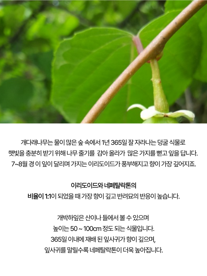 [무료배송] 캣디피 캣닢 마따따비 5종세트 해피박스 29번째