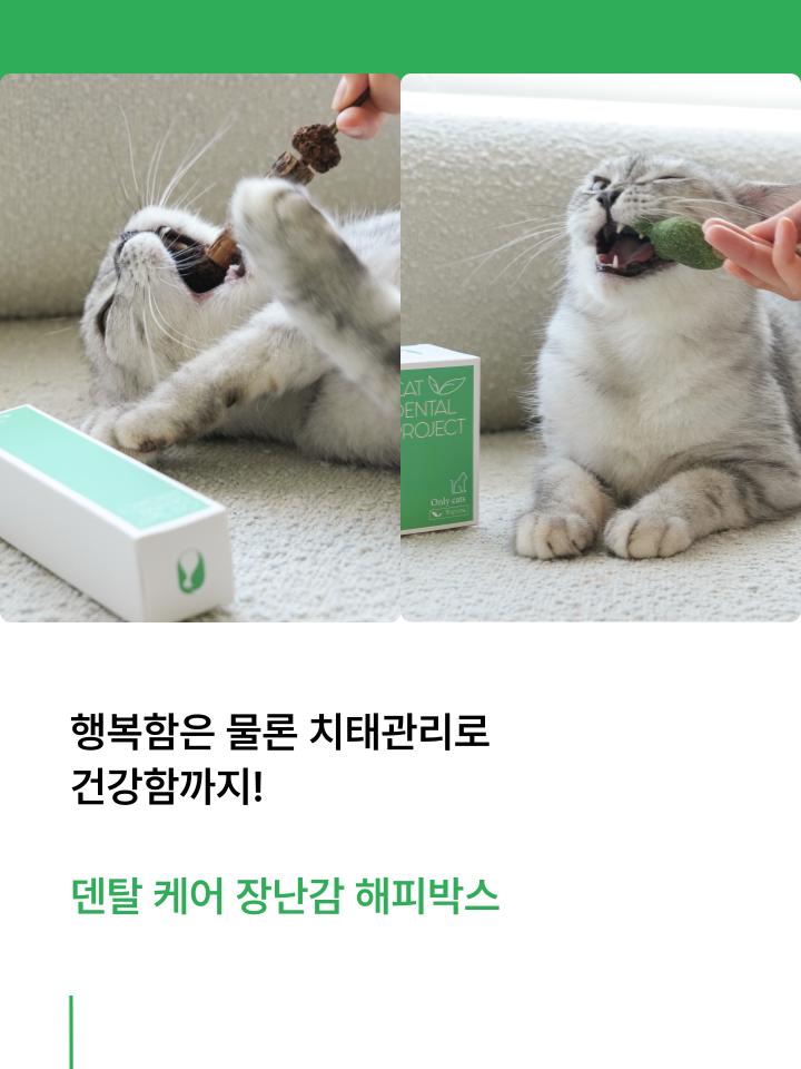 [무료배송] 캣디피 캣닢 마따따비 5종세트 해피박스 46번째