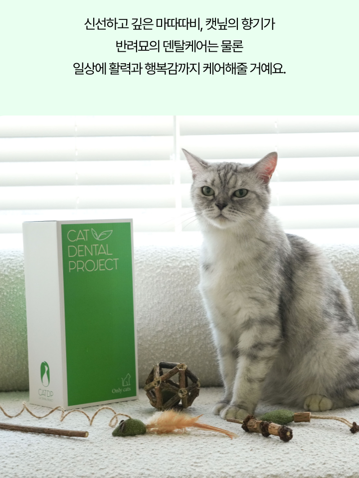 [무료배송] 캣디피 캣닢 마따따비 5종세트 해피박스 20번째