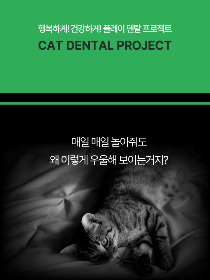 [무료배송] 캣디피 캣닢 마따따비 5종세트 해피박스 8번째