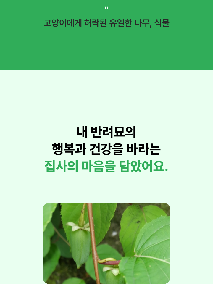 [무료배송] 캣디피 캣닢 마따따비 5종세트 해피박스 15번째