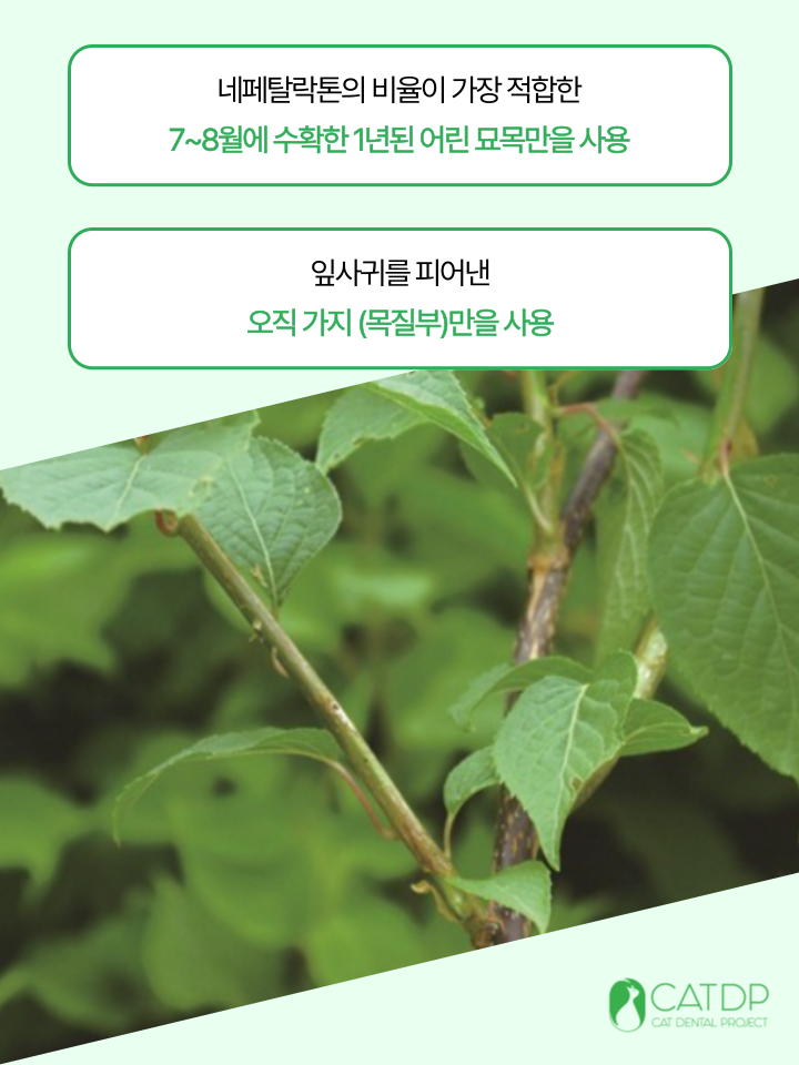 [무료배송] 캣디피 캣닢 마따따비 5종세트 해피박스 24번째