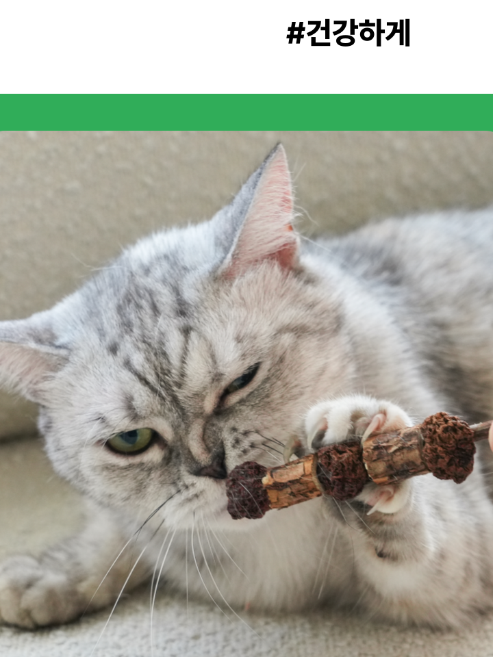 [무료배송] 캣디피 캣닢 마따따비 5종세트 해피박스 5번째