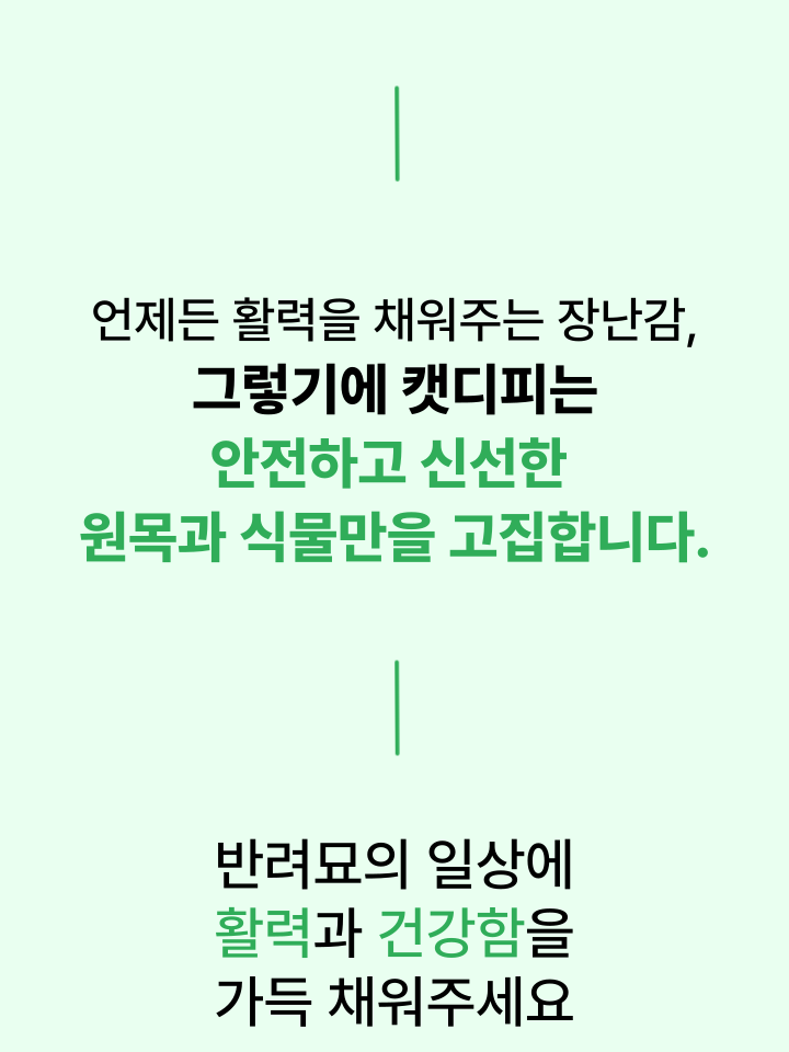 [무료배송] 캣디피 캣닢 마따따비 5종세트 해피박스 19번째