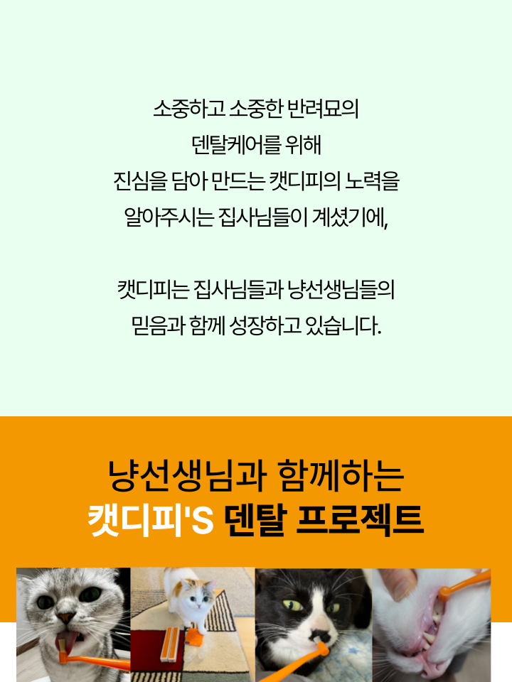 [무료배송] 캣디피 캣닢 마따따비 5종세트 해피박스 50번째