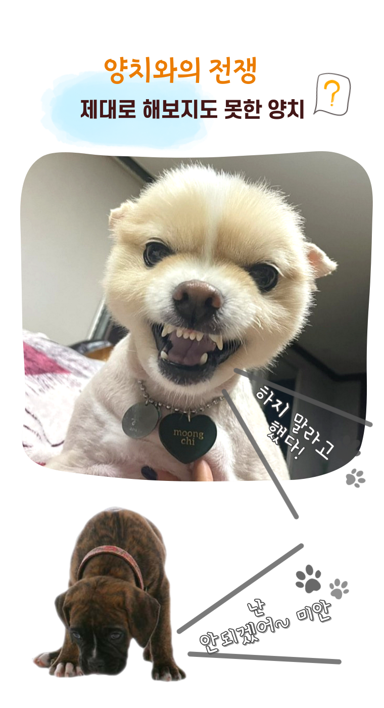 [NEW신상][무료배송] 무지조타 치카쓱싹 100%마누카 양치펜 4번째