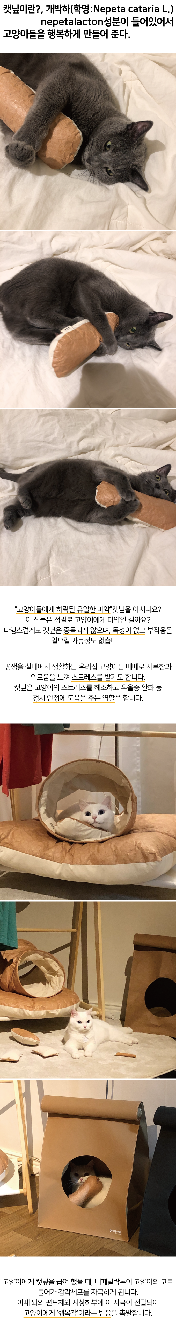 집에가야돼 타이벡 크림빵 캣닢쿠션 2번째