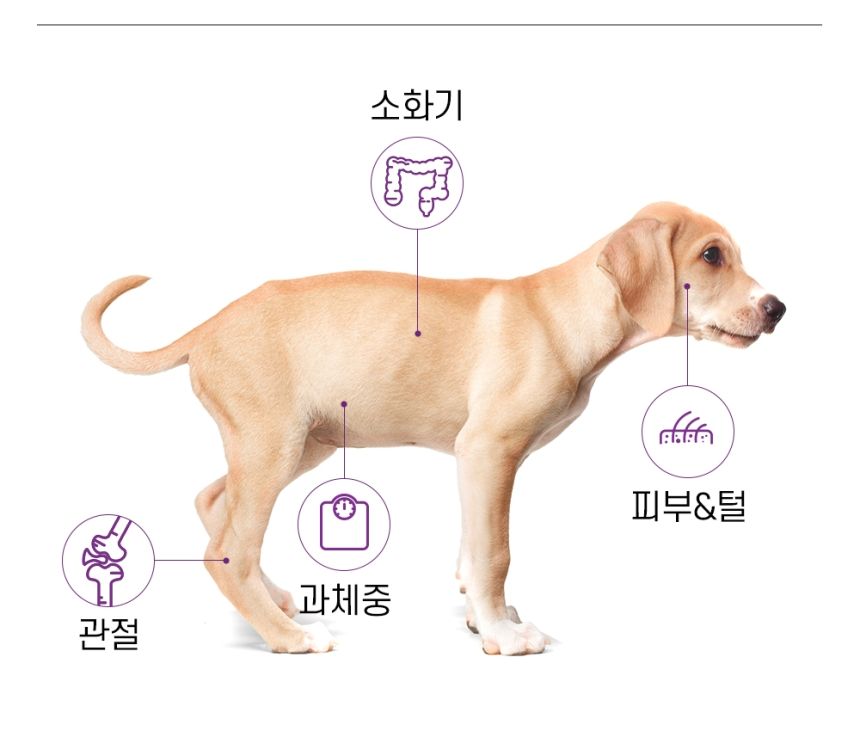 [심쿵펫페어]벤티 독 그레인프리 관절관리 15kg 4번째