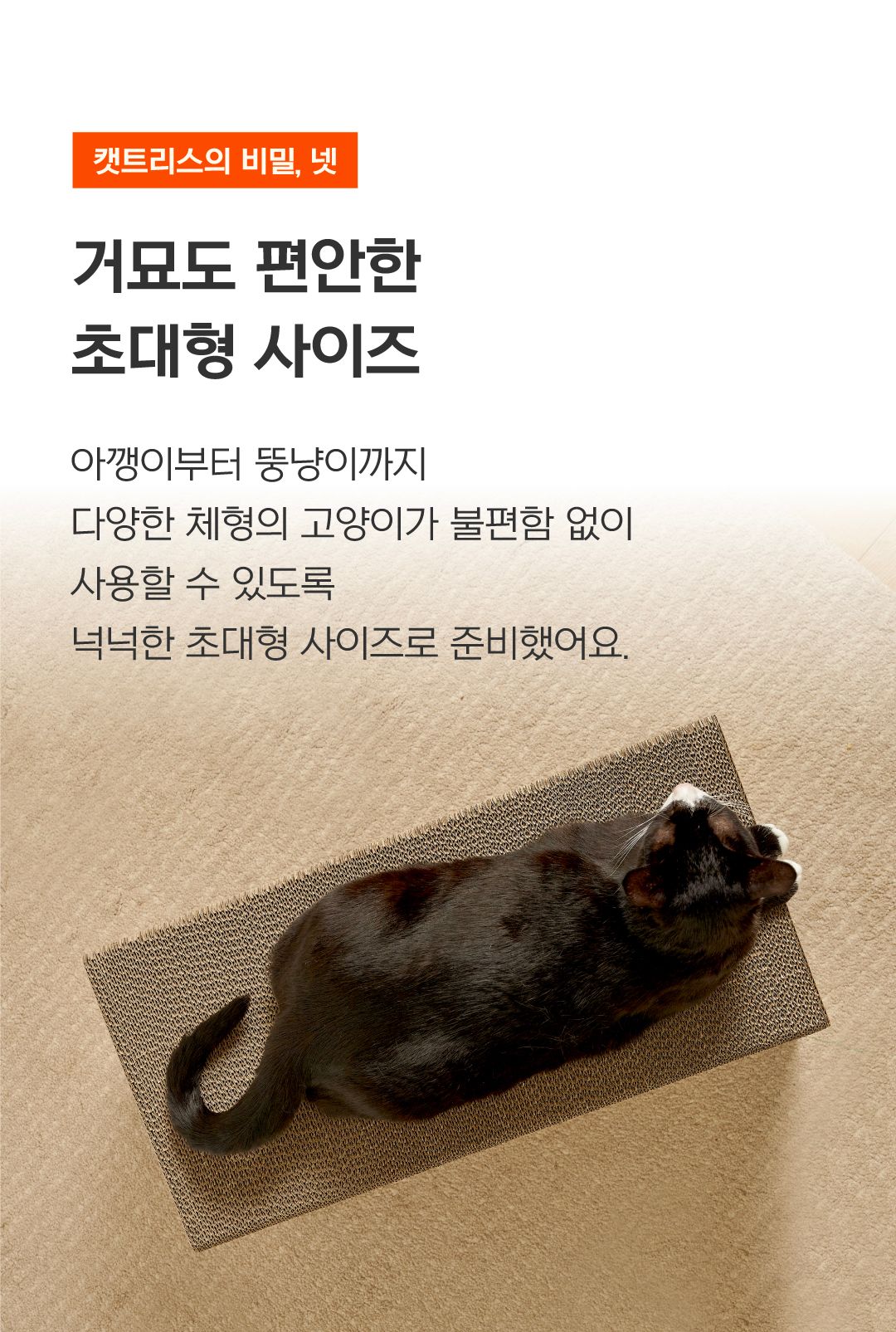 [NEW신상]닥터펠리스 캣트리스 300*2개입/600 10번째