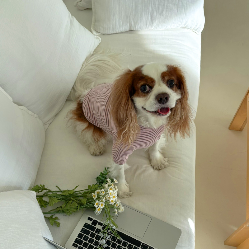 [NEW신상][무료배송] 해피댕댕 단가라폴라티 3종 (블랙,핑크,블루) S-2XL 14번째