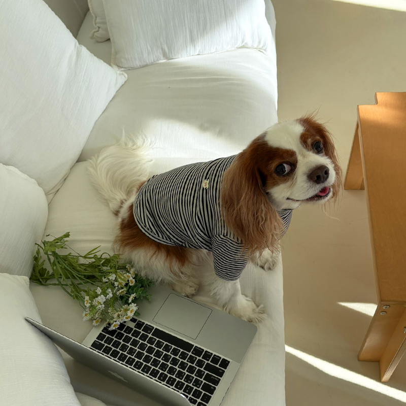 [NEW신상][무료배송] 해피댕댕 단가라폴라티 3종 (블랙,핑크,블루) S-2XL 19번째