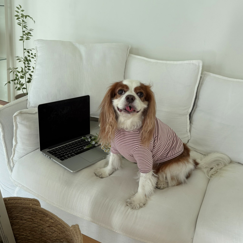 [NEW신상][무료배송] 해피댕댕 단가라폴라티 3종 (블랙,핑크,블루) S-2XL 12번째