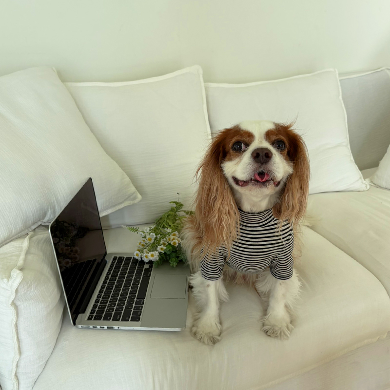 [NEW신상][무료배송] 해피댕댕 단가라폴라티 3종 (블랙,핑크,블루) S-2XL 17번째