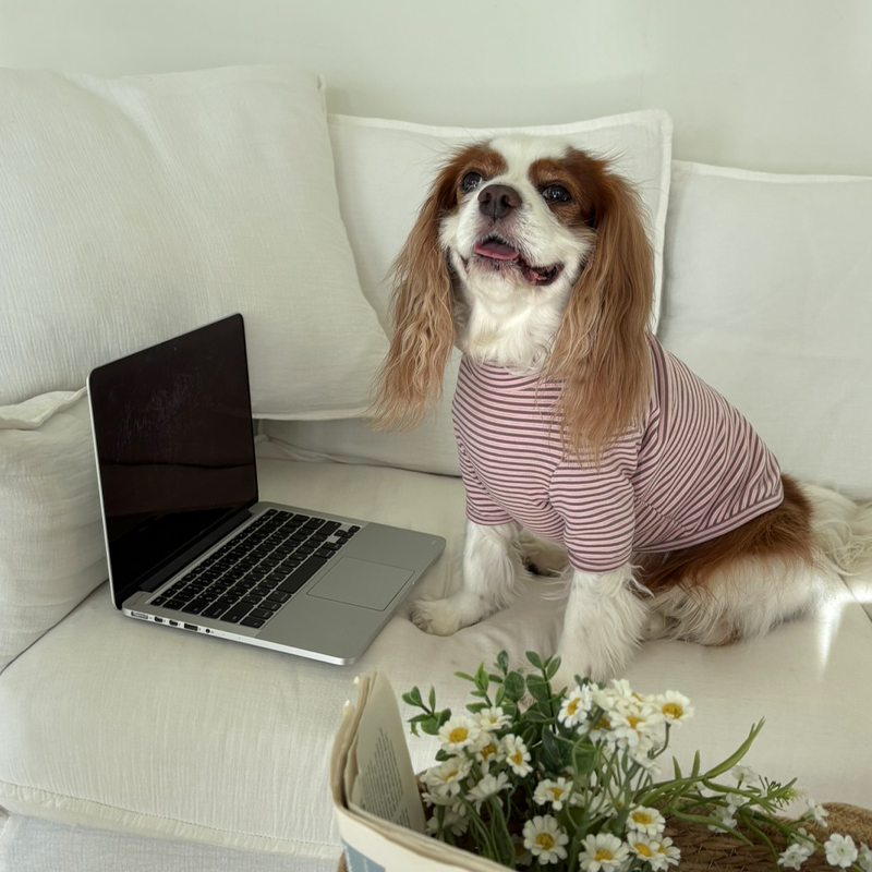 [NEW신상][무료배송] 해피댕댕 단가라폴라티 3종 (블랙,핑크,블루) S-2XL 11번째