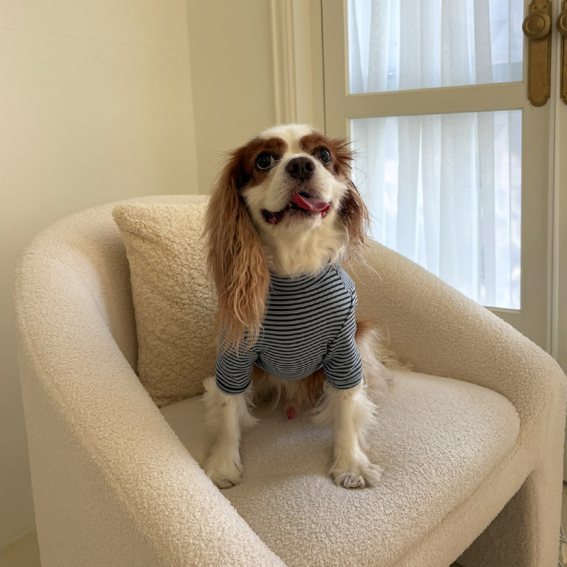 [NEW신상][무료배송] 해피댕댕 단가라폴라티 3종 (블랙,핑크,블루) S-2XL 6번째