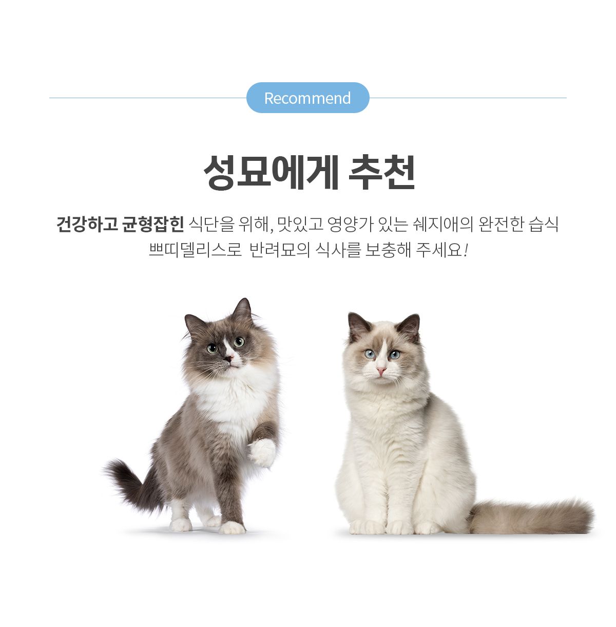 [유통기한임박, 24년5월1일] 쉐지애 캣 쁘띠델리스 닭고기&참치&망고 무스 컵캔 40g*2 5번째