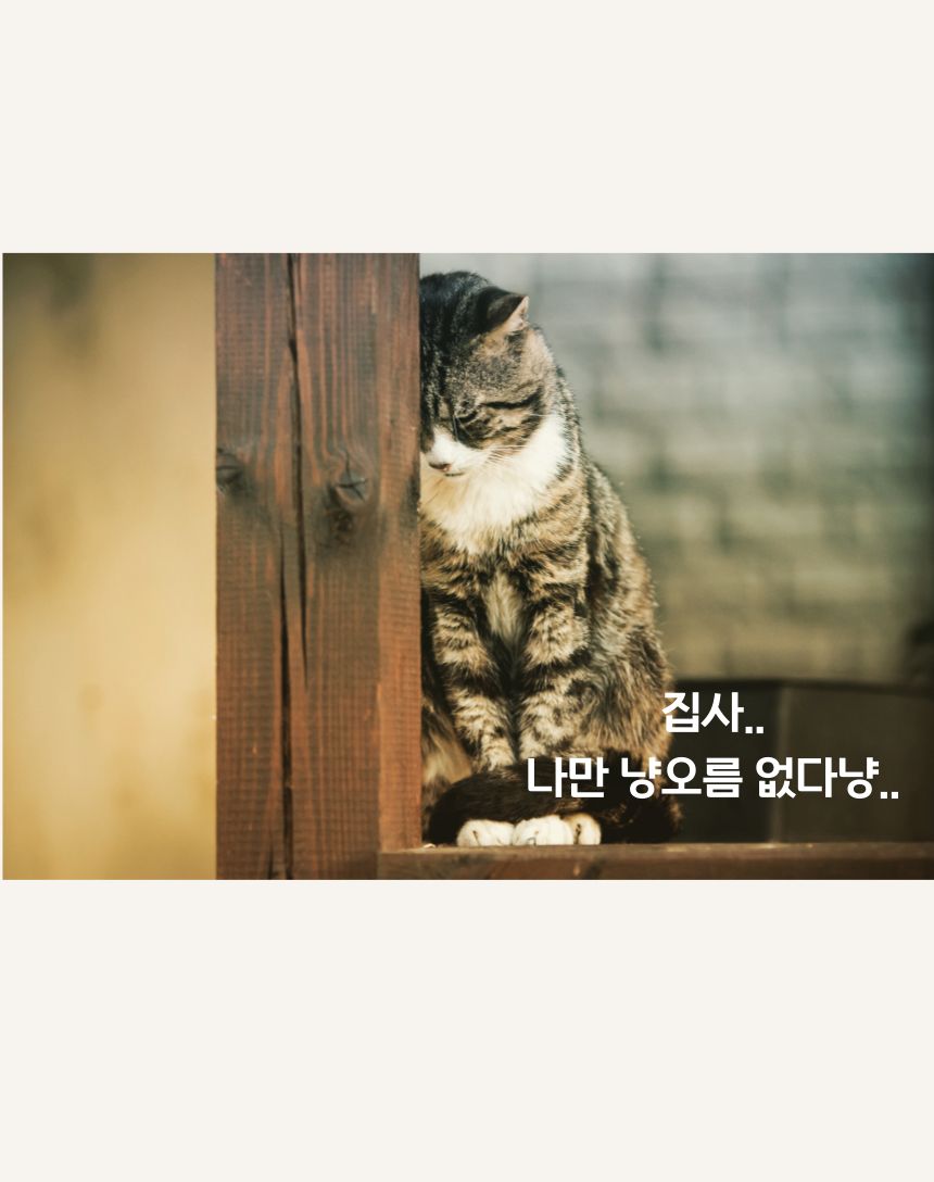 [무료배송] 도레미파 냥오름 고양이 스크래쳐 3번째