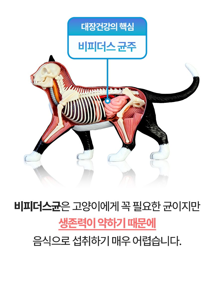 [창고대방출]펫생각 데일리케얼 콜라겐 캣 프로바이오틱스 고양이 유산균 60g 3번째