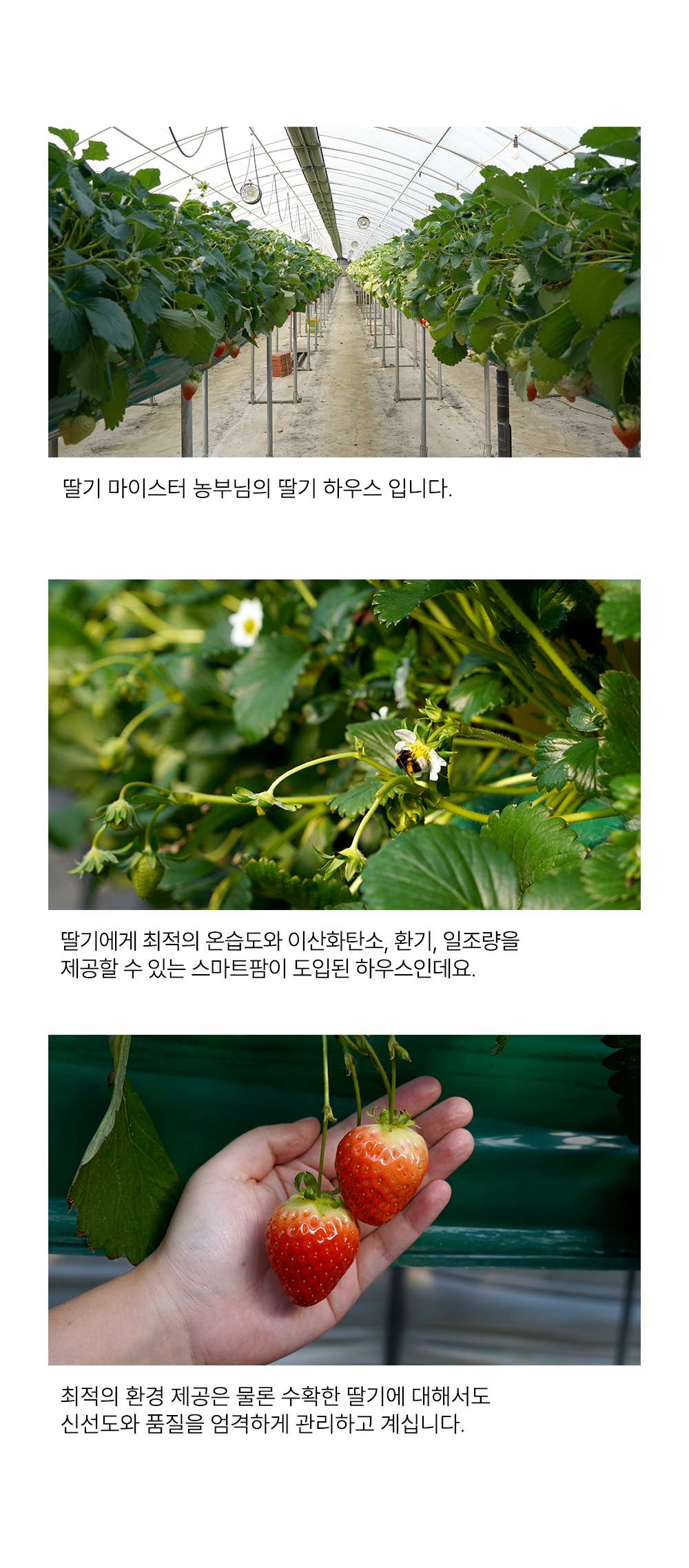 조공 오키로스틱 레드 14g*4p 8번째