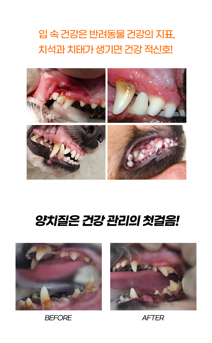 [NEW신상][무료배송] [색상랜덤] [3개] 개과천선 펫티스 칫솔 3번째