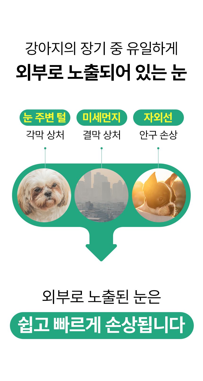 [심쿵펫페어]펫생각 독 미니 데일리케얼 리얼루테인 눈 영양제 66g  7번째