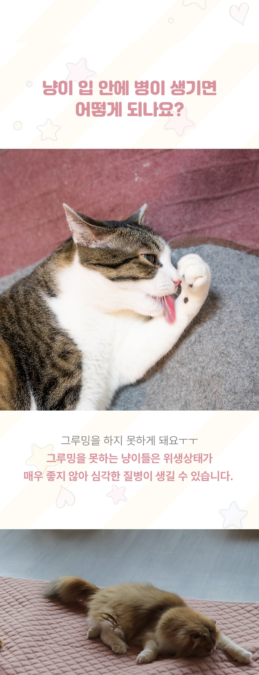 [무료배송] 초코펫하우스 캣 반영구 놀이방 냥이 행복 카페트 스크래쳐 13번째