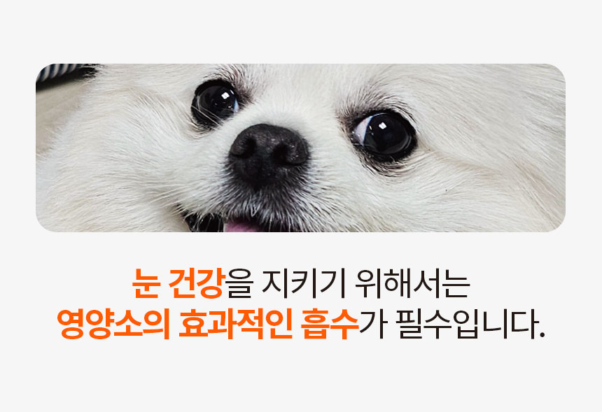 [무료배송] 닥터필름 포아이 밀크씨슬 필름 영양제 눈 눈물자국 간 보조제 30포 2번째