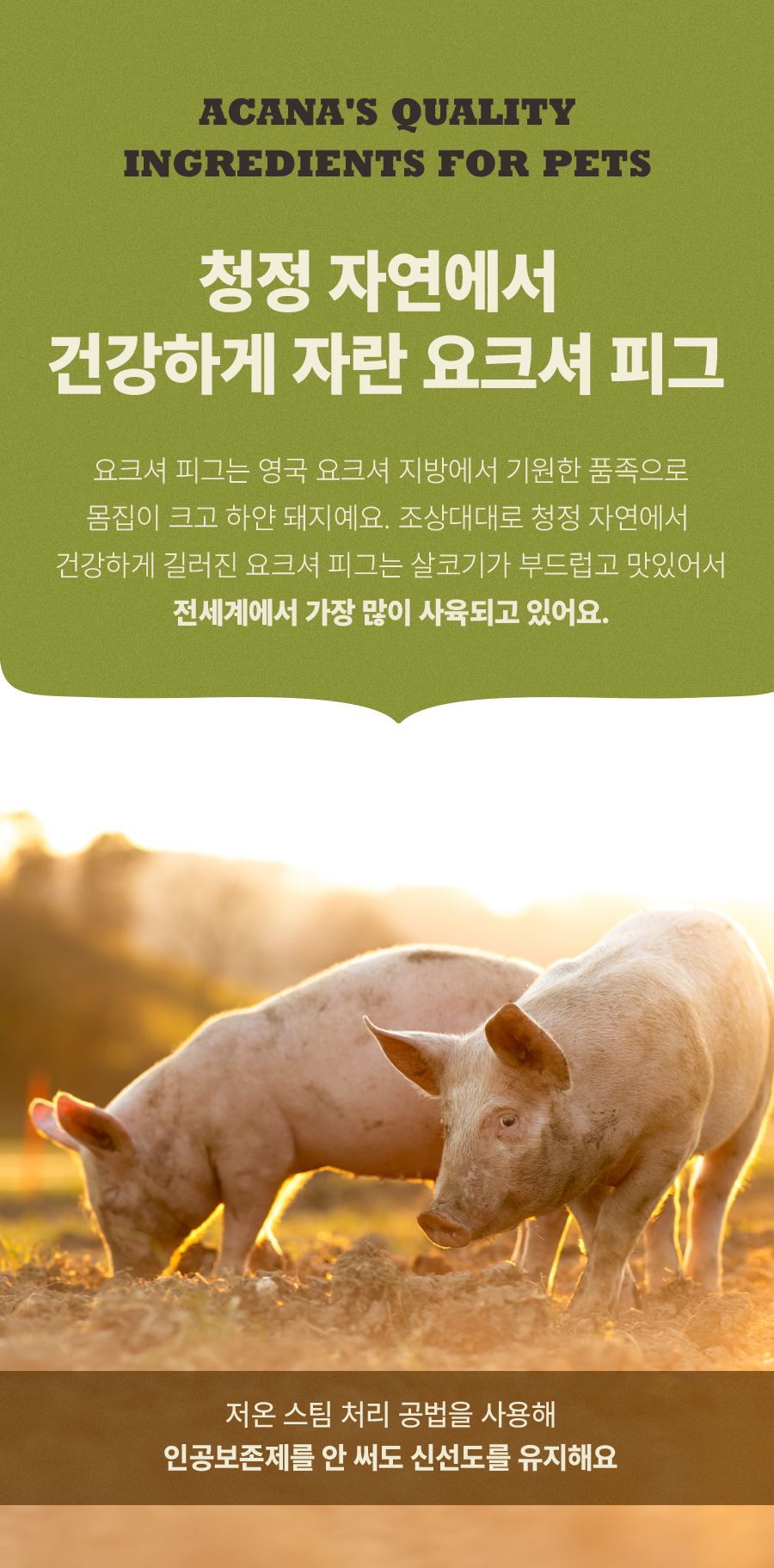 [NEW신상]아카나 독 요크셔 포크 2kg 6번째