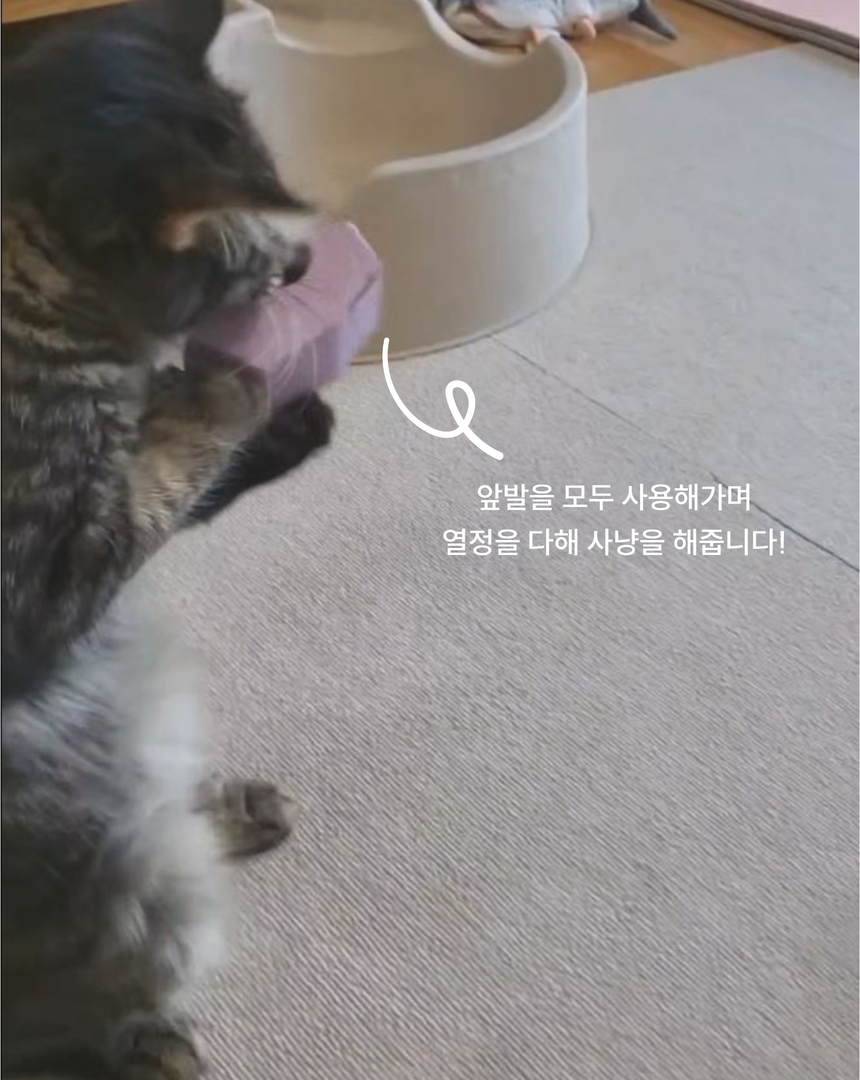 [무료배송] 캣츠태그 의젓한 고양이 노즈워크 장난감 조약돌 ABC세트 9번째