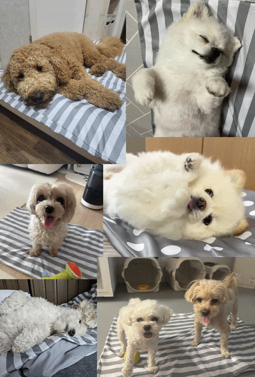 [NEW신상][무료배송] 멍보스 세탁가능 커버분리 무독성 쿨매트 5번째