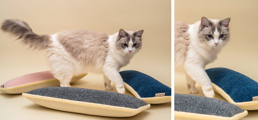 [NEW신상][무료배송] 따스넉 스크래쳐+쿠션 따롱스쿠래션 3종 4번째