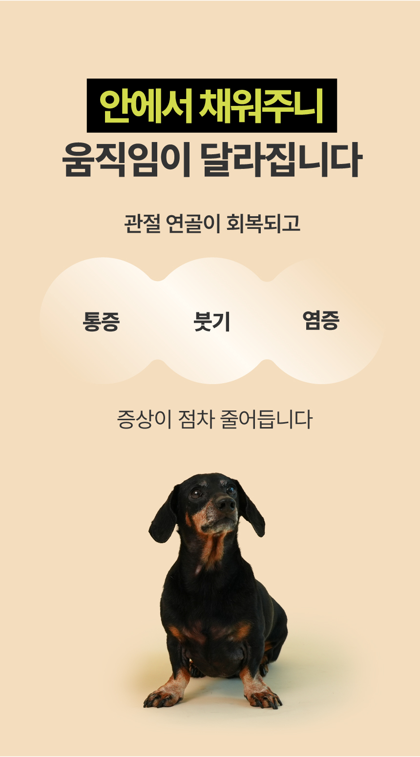 [NEW신상][무료배송] 펫글로우 독 아티플러스 관절 영양제 100g 23번째