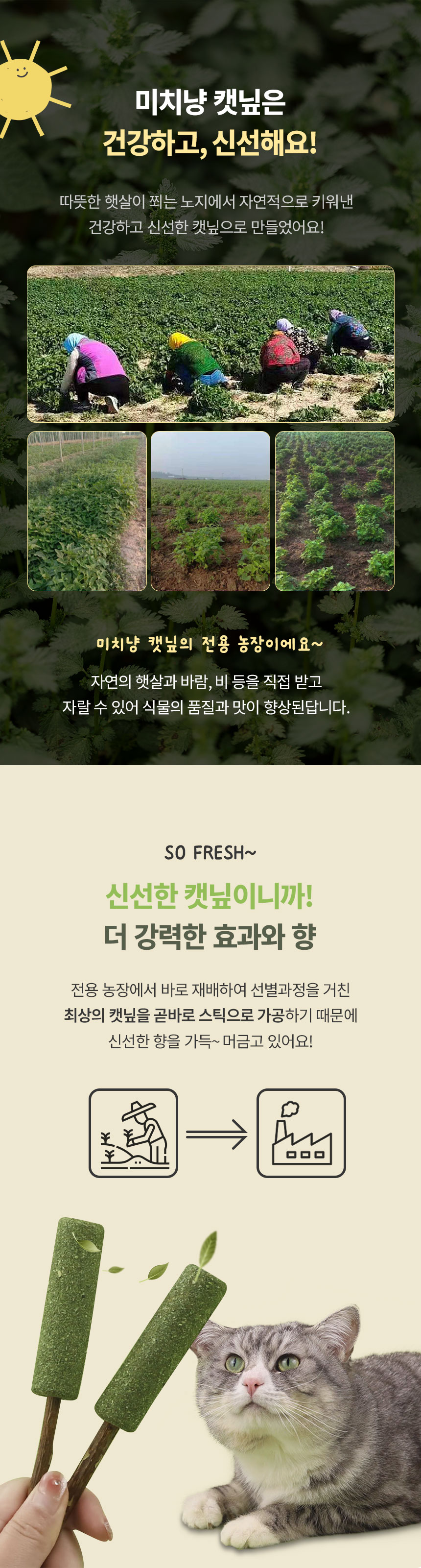 [무료배송] [3개] 크레용펫 미치냥 캣닢 마따따비 냥빼로 3번째