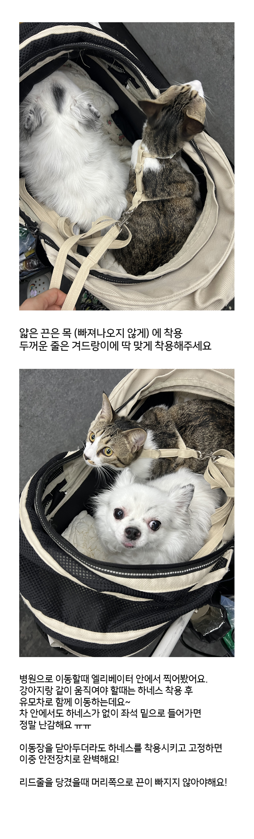 [NEW신상][무료배송] 레인보우스토리 캔디 리본 고양이 전용 하네스 4종 3번째