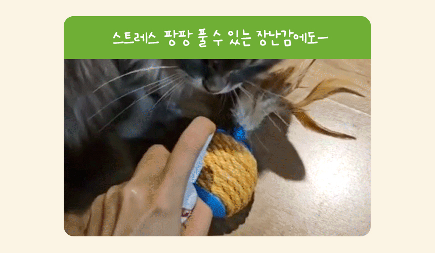 [NEW신상]펫토리아 고양이 장난감 캣닢 뽕파티 스프레이 50ml 6번째