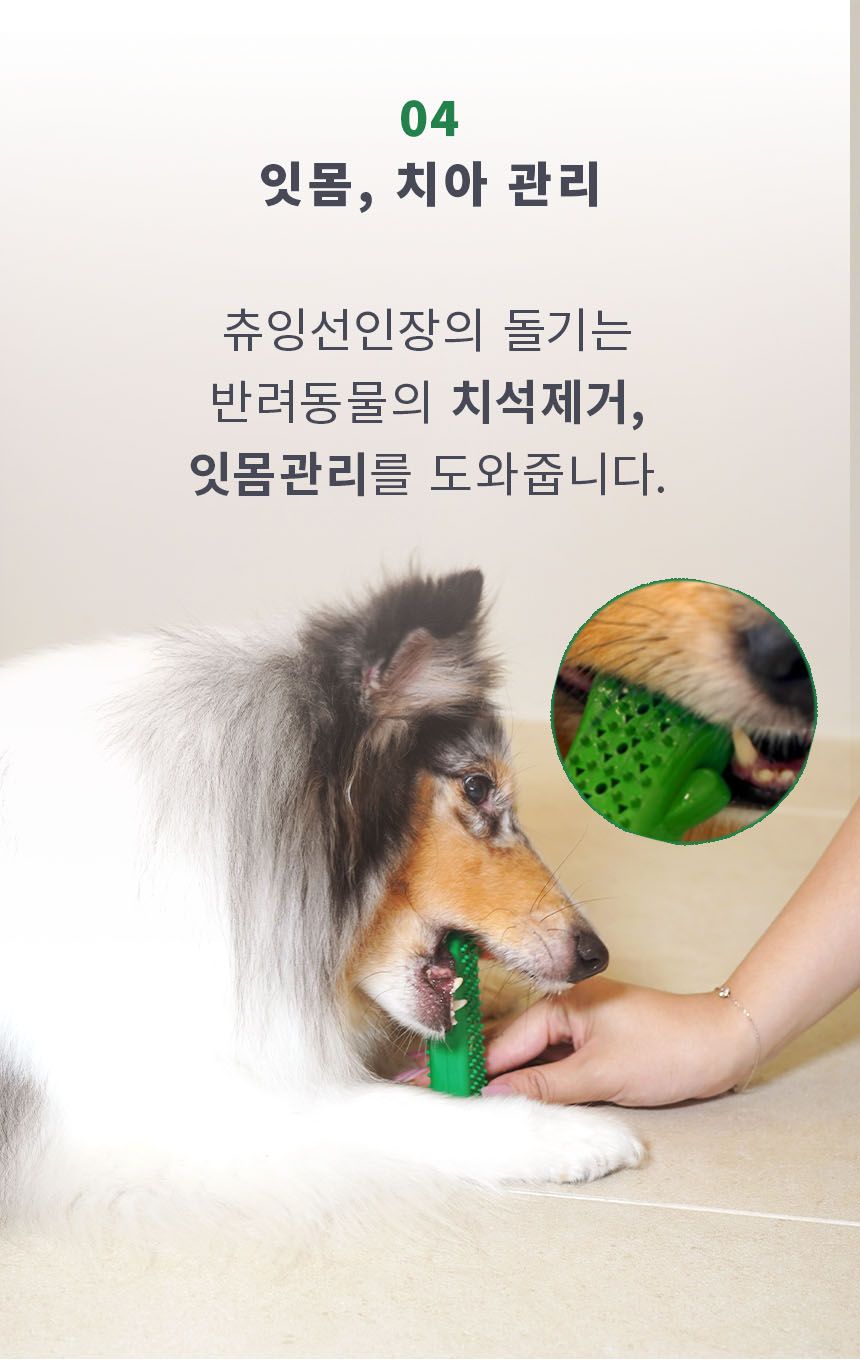 [무료배송] 펫베오 츄잉선인장 칫솔 장난감 15번째