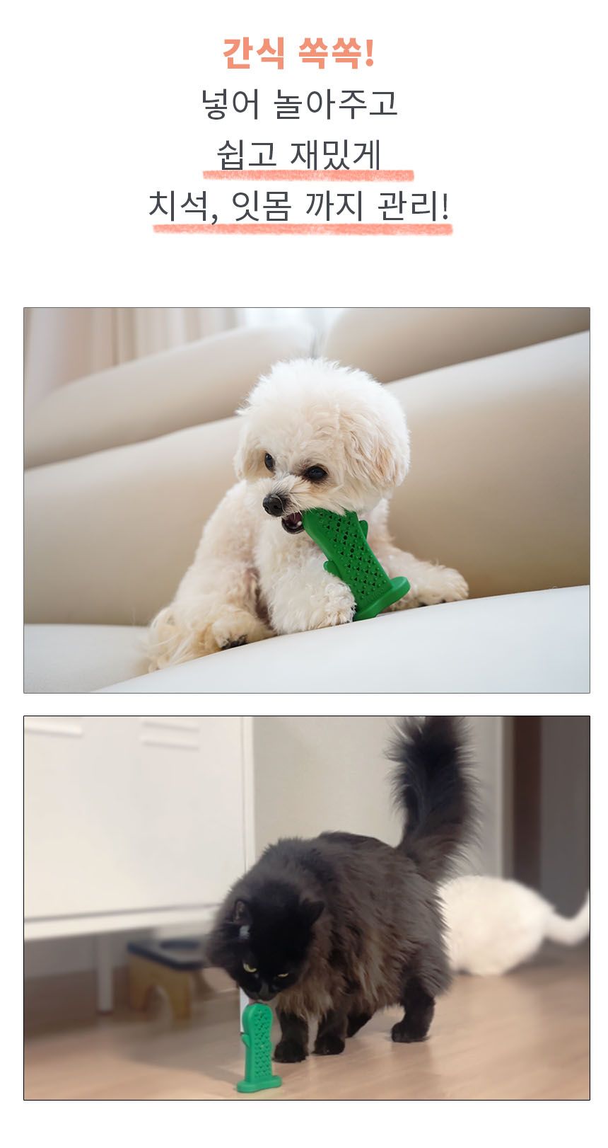 [무료배송] 펫베오 츄잉선인장 칫솔 장난감 7번째