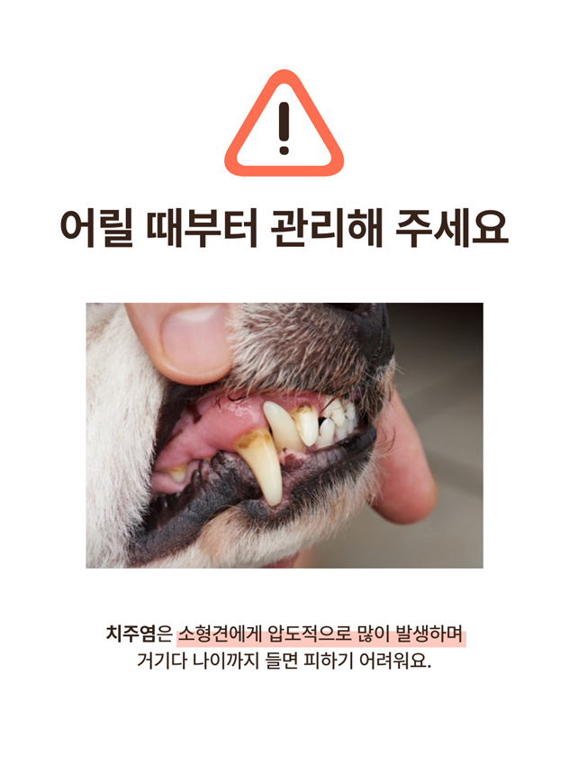 [NEW신상] [무료배송] [1+1] 프레시탭 독 덴탈 쥬시츄 15개입 6번째