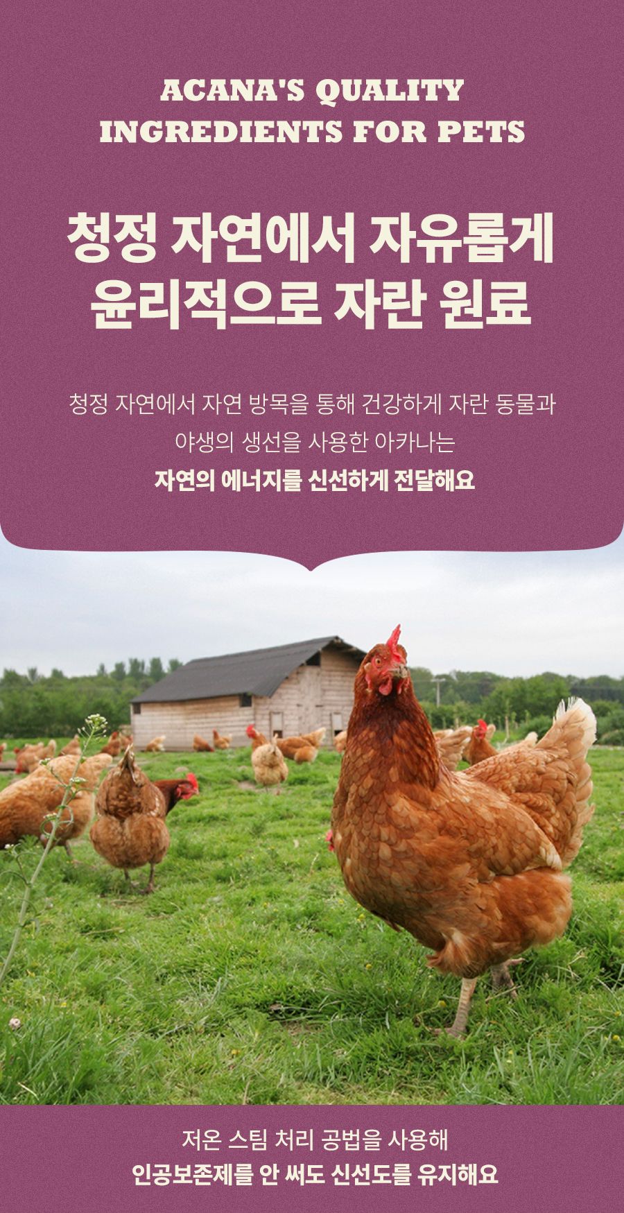 [유통기한임박, 25년8월25일] 아카나 캣 퍼스트 피스트 키튼 1.8kg 6번째