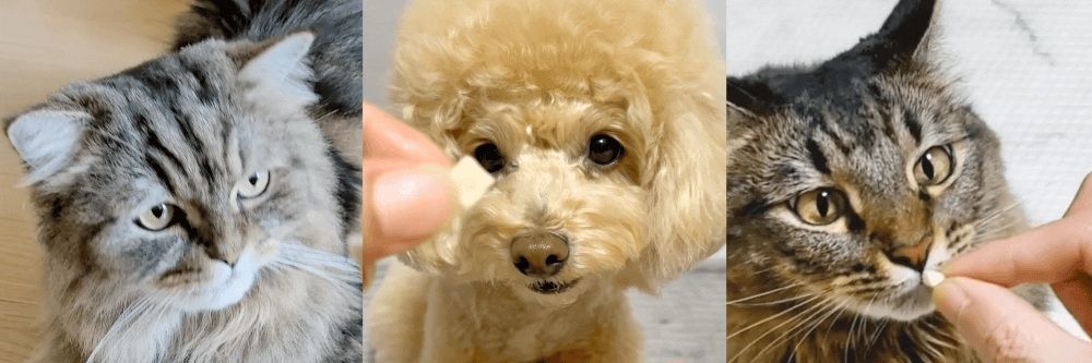 조공 미니트릿 알래스카 연어 75g 5번째