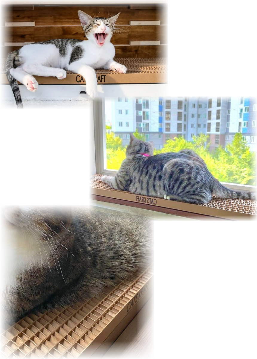[NEW신상][무료배송] 캣츠크라프트 맞춤제작 창틀스크래쳐 리뉴얼 7번째