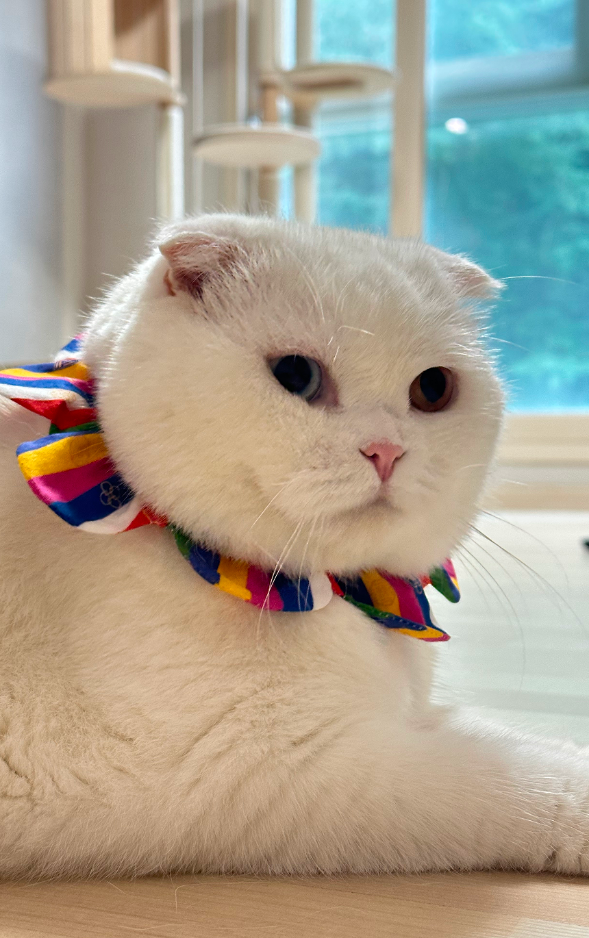 [NEW신상][무료배송] 사루루 감성 케이프 넥카라 명절 오색동 3번째 상세 이미지