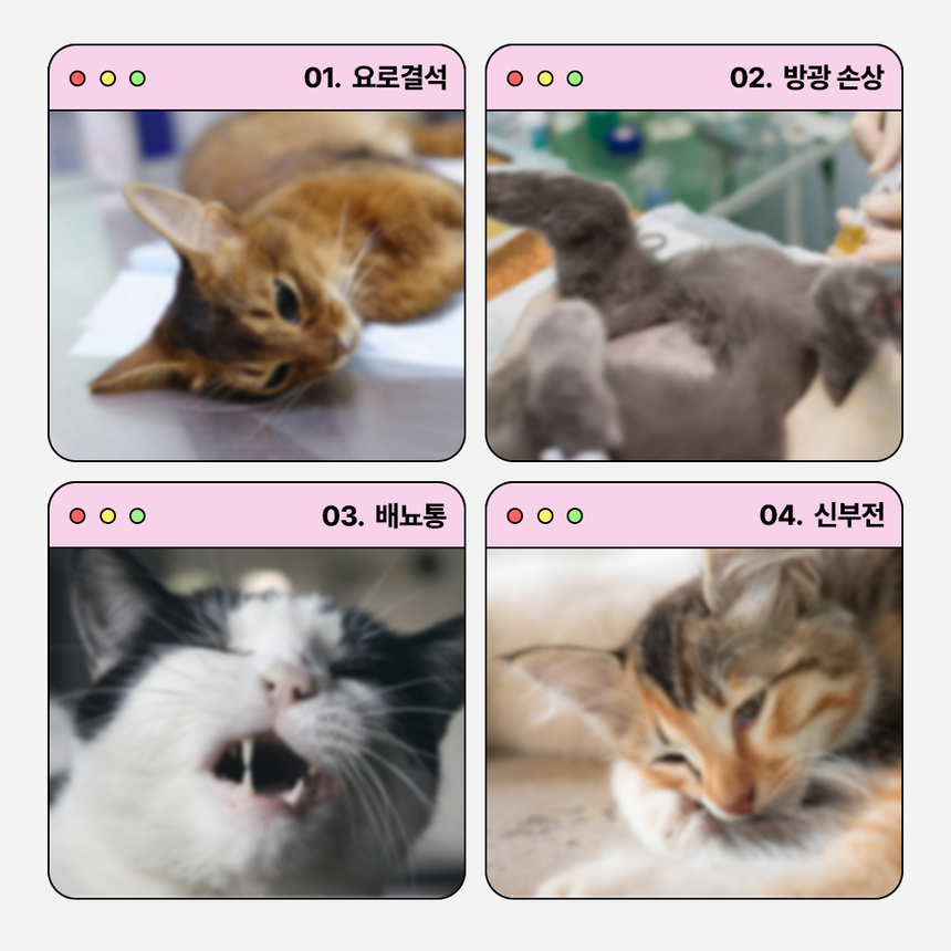 [무료배송] 라이프펫 고양이 신장영양제 유리나리 60g 7번째